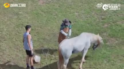 视频：《牧野家族》王子文吴永恩给马洗澡 人与动物和谐互动画面治愈