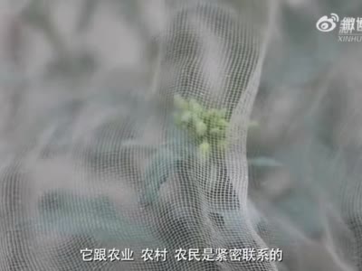 全国两会精神看落实丨天津：小种子大梦想——种业振兴助力乡村振兴