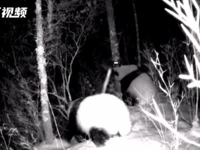 C视频丨带着幼崽啃竹子，红外相机拍下野生大熊猫雪夜觅食画面