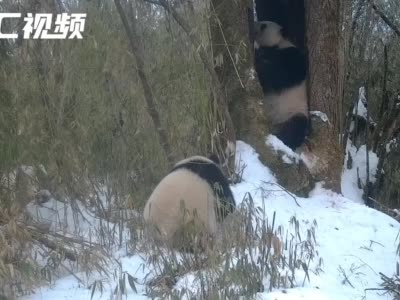 关注白色大熊猫③丨白色大熊猫与野生大熊猫母子同框，可能是“探亲”现场