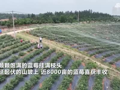 湖北鄂州：近8000亩蓝莓喜获丰收