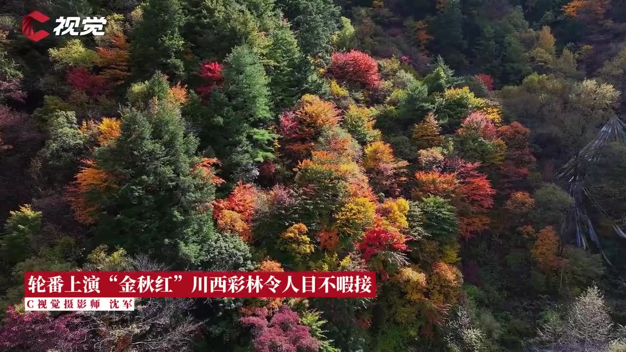 每年10月中旬至11月上旬,阿坝州理县米亚罗红叶风景区,从河谷到山顶